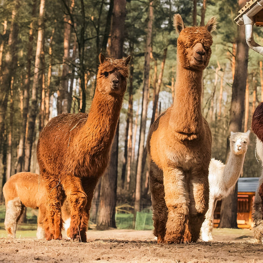 Geschenkgutschein: 1 Nacht Honeymoon "Crown Season"