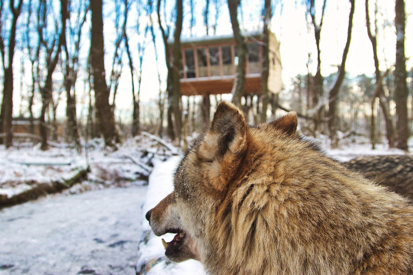 Geschenkgutschein: 2 Nächte im Baumhaushotel "Winter Season"